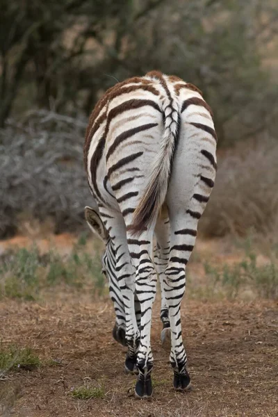 Een Close Verticaal Schot Van Een Zebra Een Veld — Stockfoto