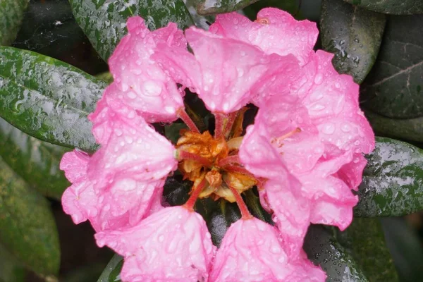 Closeup Shot Rosy Flower Dark Green Leaves Background — Stock Photo, Image