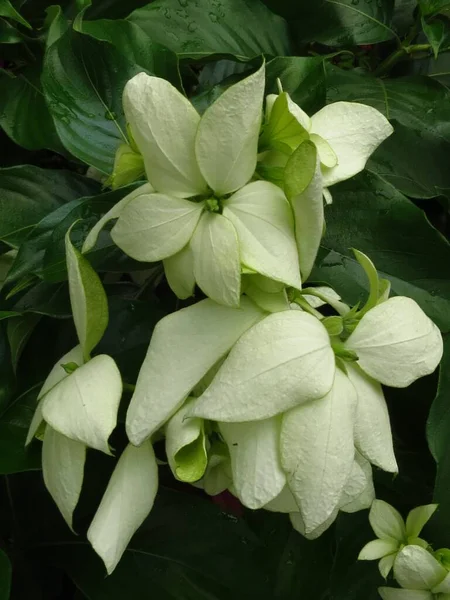 Vertical Shot White Buddha Lamp Flowers Its Leaves Mussaenda — стоковое фото