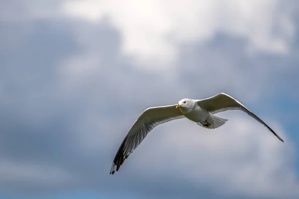 Tiro Enfoque Superficial Una Gaviota Vuelo —  Fotos de Stock