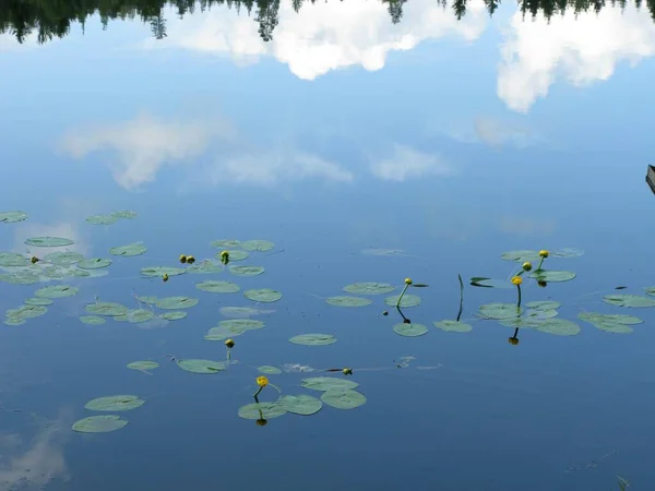 Les Nénuphars Jaunes Non Fleuris Dans Lac Avec Des Reflets — Photo