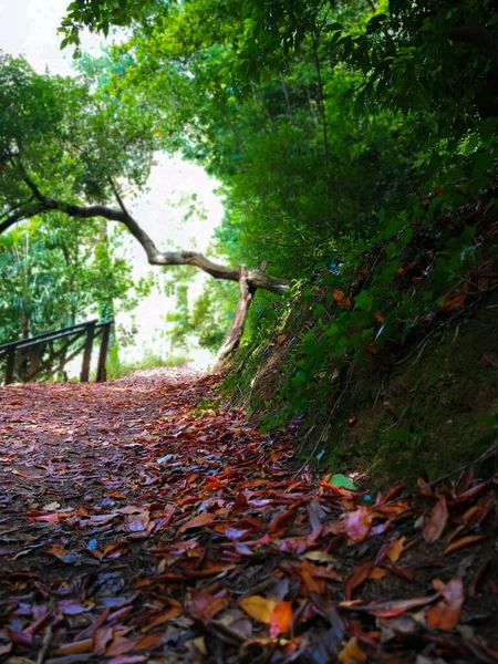 Tiro Vertical Uma Calçada Sombreada Com Folhas Vermelhas Chão Árvores — Fotografia de Stock