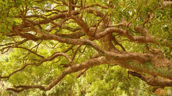 Tiro Ângulo Baixo Carvalho Com Folhas Verdes — Fotografia de Stock