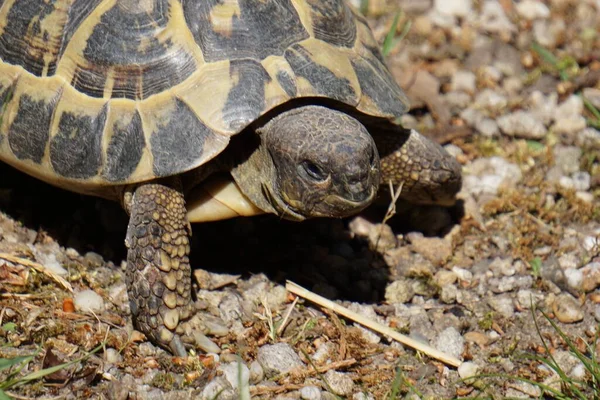 Zbliżenie Żółwia Chodzącego Suchym Lądzie Idealne Tło — Zdjęcie stockowe