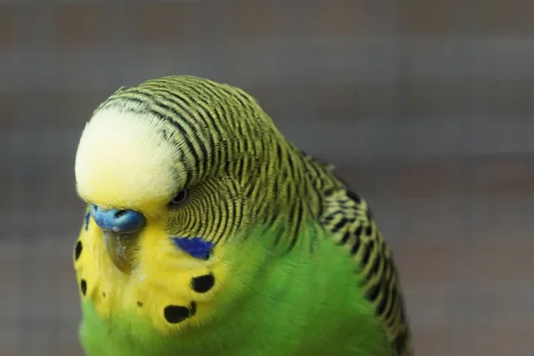 Зелёный Попугай Крупным Планом — стоковое фото