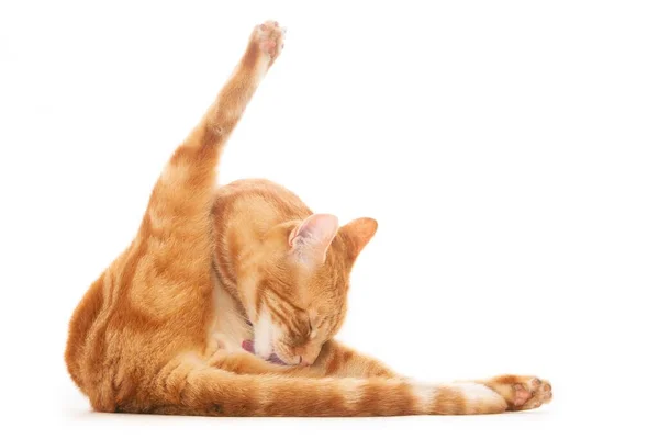 Tiro Isolado Gato Gengibre Arrumando Com Língua Frente Fundo Branco — Fotografia de Stock