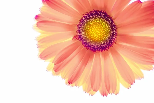 Una Macro Toma Una Gerbera Colorida Aislada Sobre Fondo Blanco — Foto de Stock