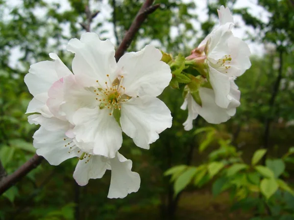 Närbild Körsbärsblomma Sakura — Stockfoto