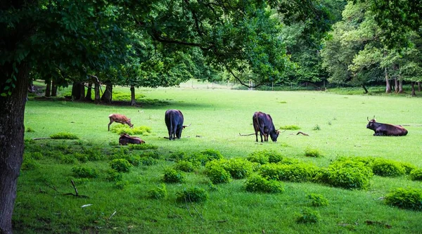 Stado Krów Pasących Się Pięknej Zielonej Trawie — Zdjęcie stockowe
