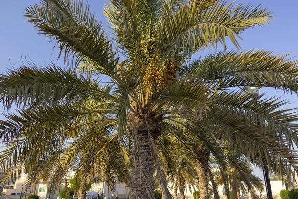Een Datum Palm Boom Met Ontwikkelende Vruchten Tegen Een Morgen — Stockfoto