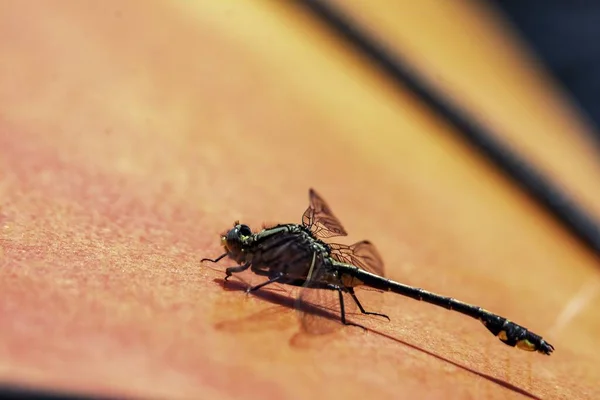 Una Libellula Che Chiede Passaggio Kayak — Foto Stock