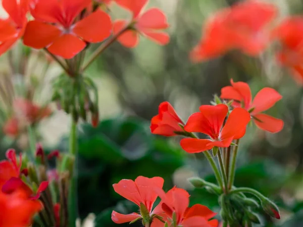 Gros Plan Fleurs Rouges Géranium — Photo