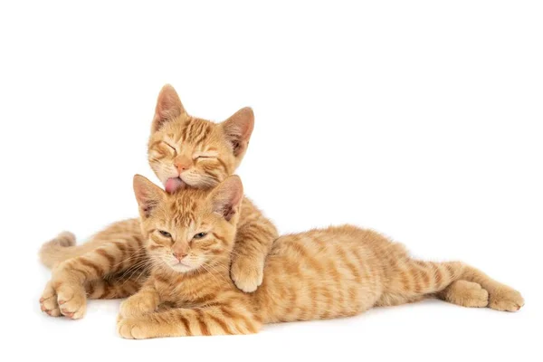 Closeup Shot One Ginger Cat Hugging Licking Other Isolated White — Stock Photo, Image