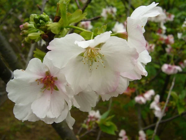 美しい桜の水平線のショット さくら 昼間の木の背景に — ストック写真