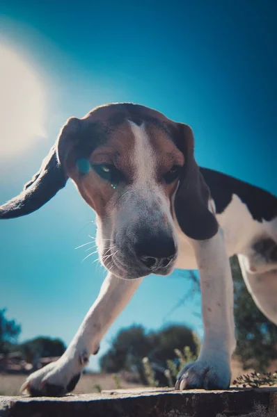 Egy Függőleges Közelkép Beagle Kutya Állt Betonon — Stock Fotó