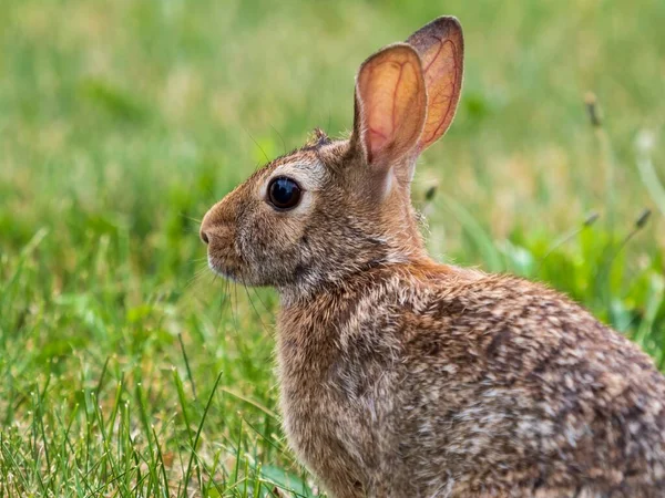 Een Close Shot Van Konijn Met Bruin Bont Liggend Het — Stockfoto