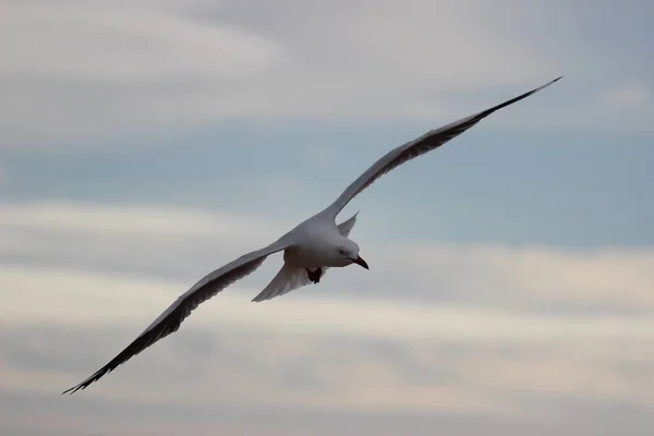 Gros Plan Une Mouette Blanche Volant Dans Les Airs — Photo