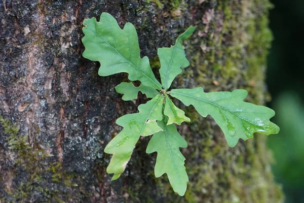 Selektywne Ujęcie Zielonego Pędu Pniu Drzewa Koncepcja Nowego Życia — Zdjęcie stockowe