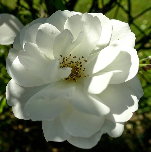 Closeup Shot White Flowerhead Black Stamen Sunlight — Stock Photo, Image