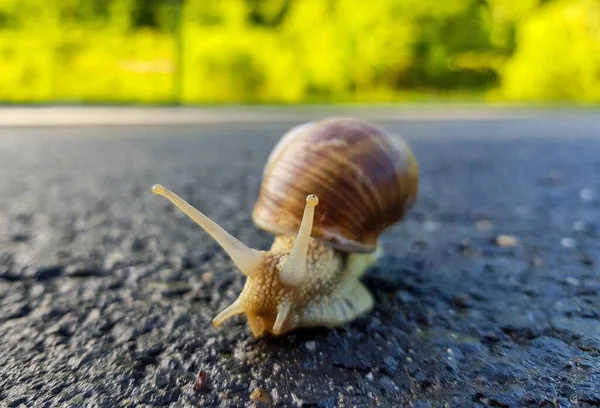 Closeup Shot Brown Snail Crawling Asphalt Green Blurred Background — Stock Photo, Image