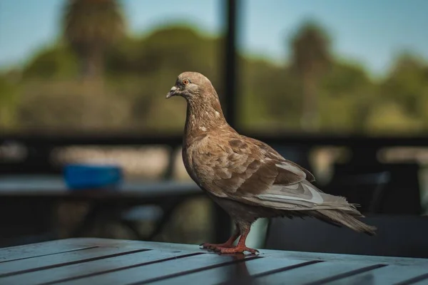 Fokus Lembut Merpati Coklat Bangku Kayu Dengan Latar Belakang Yang — Stok Foto