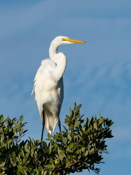 Een Verticaal Schot Van Een Grote Egret Staand Boom — Stockfoto