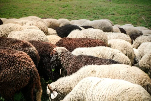 Pâturage Des Moutons Dans Les Champs Verts — Photo