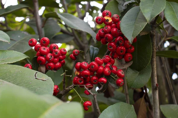 木の枝に赤いスグリの果実 — ストック写真