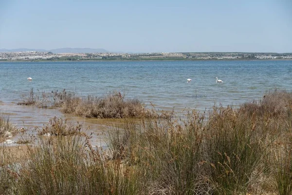 Een Schilderstuk Van Een Baai Omringd Door Groen Onder Blauwe — Stockfoto