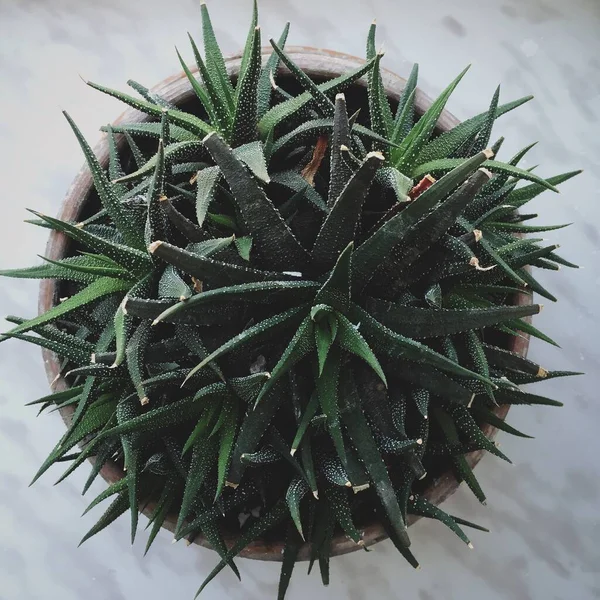 Green Succulent Plant Pot White Table — Stock Photo, Image