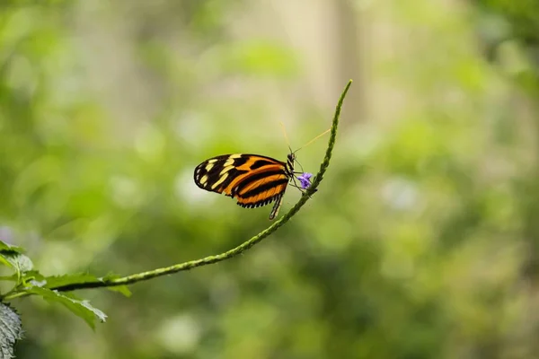 Une Belle Mise Point Peu Profonde Papillon Isabella Longwing Sur — Photo