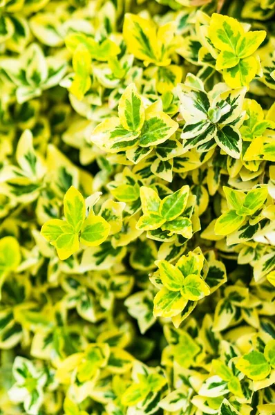 Primer Plano Planta Husillo Fortuna Vibrante Amarillo Verde — Foto de Stock