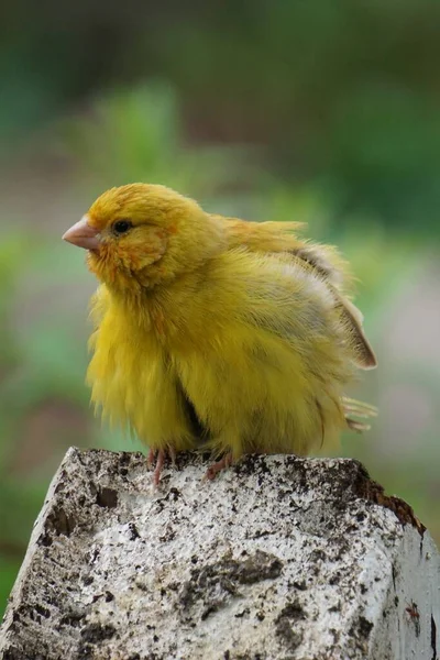 Tiro Foco Seletivo Vertical Canário Amarelo — Fotografia de Stock