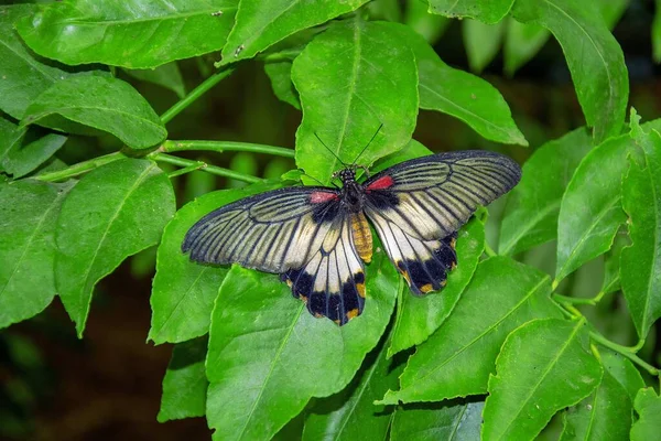 一只美丽的蝴蝶在绿叶上的特写 — 图库照片