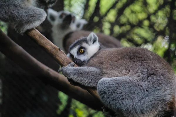 Uma Foto Close Gato Bonito Lemur Madagascar Jogando Parque Durante — Fotografia de Stock