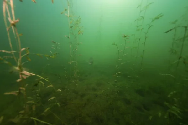 Smallmouth Bass Swimming Crandell Lake — Stock Photo, Image