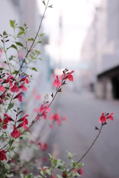 Vertikal Selektiv Fokusbild Grenar Med Små Röda Blommor — Stockfoto