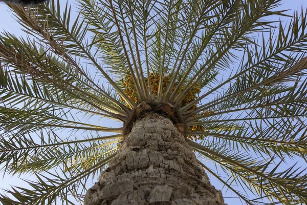 Niski Kąt Ujęcia Pięknej Palmy Uchwyconej Ciepły Słoneczny Dzień — Zdjęcie stockowe