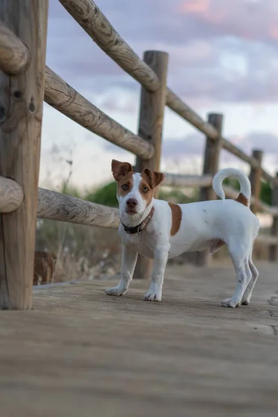 Açık Kahverengi Benekleri Olan Beyaz Bir Köpeğin Tahta Bir Köprüde — Stok fotoğraf