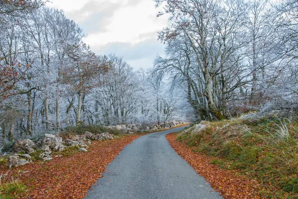 Uma Estrada Através Das Linhas Floresta Com Árvores Geladas Brancas — Fotografia de Stock