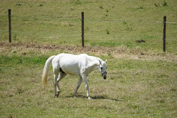 Cheval Blanc Dans Les Terres Agricoles — Photo