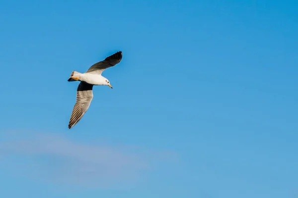 Tiro Ángulo Bajo Una Gaviota Volando Hermoso Cielo Azul Capturado —  Fotos de Stock