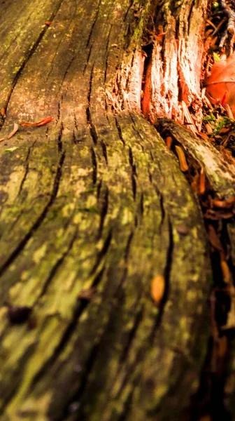 Tiro Close Vertical Casca Árvore Verde Com Rachaduras Dia Ensolarado — Fotografia de Stock