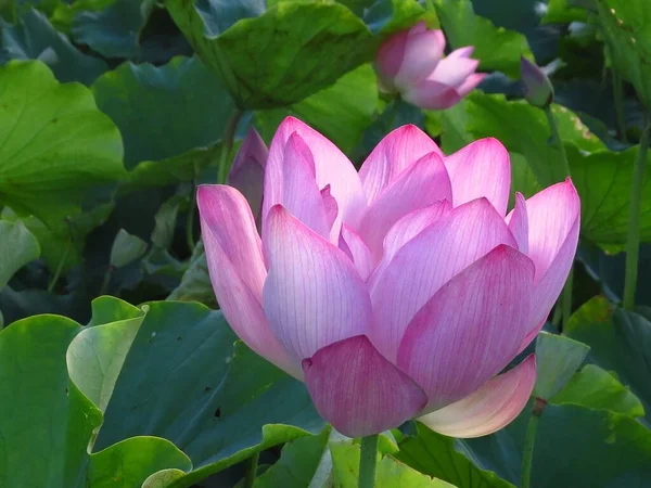 Closeup Shot Blooming Pink Lotus Flower Layered Petals Field — Stock Photo, Image