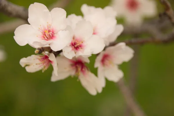 Tiro Foco Seletivo Flores Amêndoa Uma Árvore — Fotografia de Stock