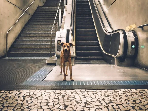 Brown Stray Dog Subway Standing Stairs Escalator — Stock Photo, Image