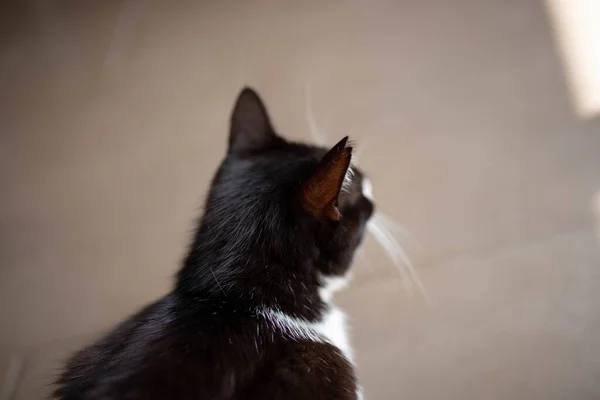 갈색층에 귀엽고 고양이의 클로즈업 — 스톡 사진