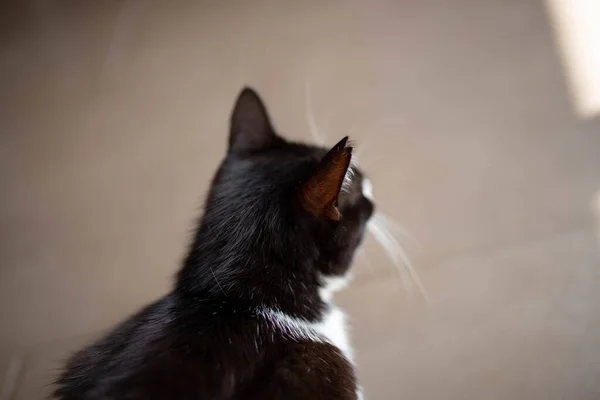 Gros Plan Mignon Chat Noir Blanc Sur Sol Brun Carrelé — Photo