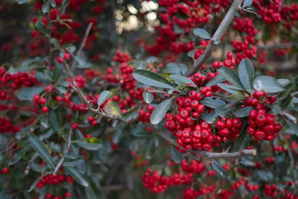 Die Roten Johannisbeeren Auf Den Zweigen Eines Baumes — Stockfoto