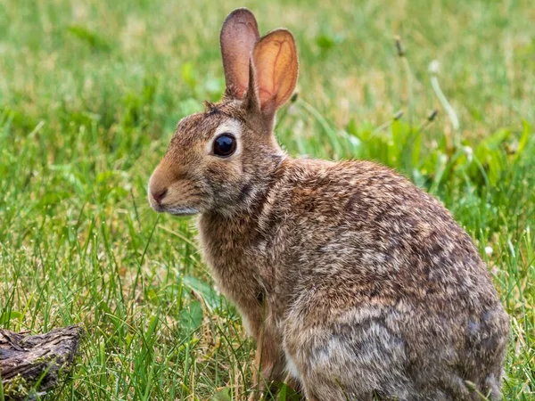 토끼가 — 스톡 사진